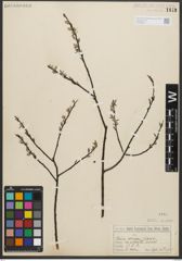 Foto von Salix sericea Marshall